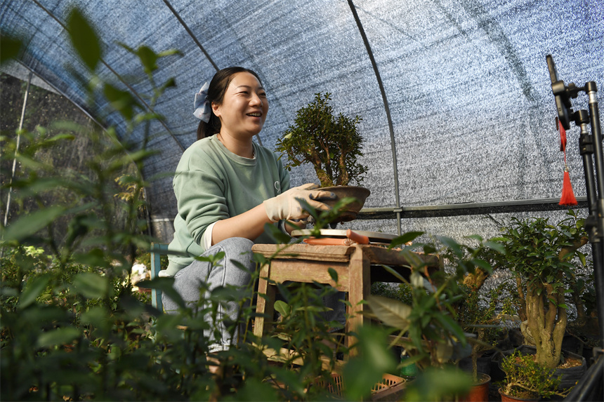 Bonsai grows into big industry in Yifeng city, E China's Jiangxi