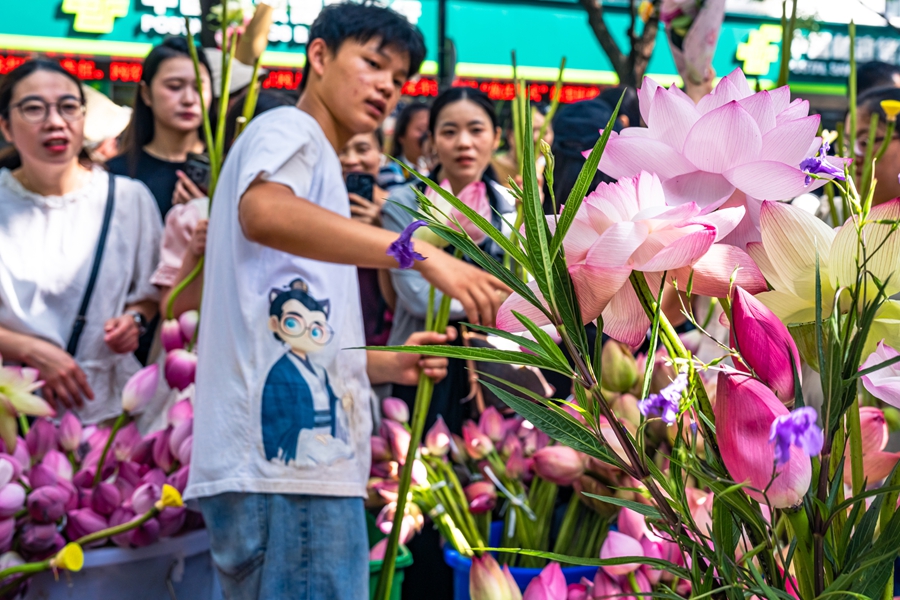 Lotus flowers draw crowds in Suzhou, E China's Jiangsu