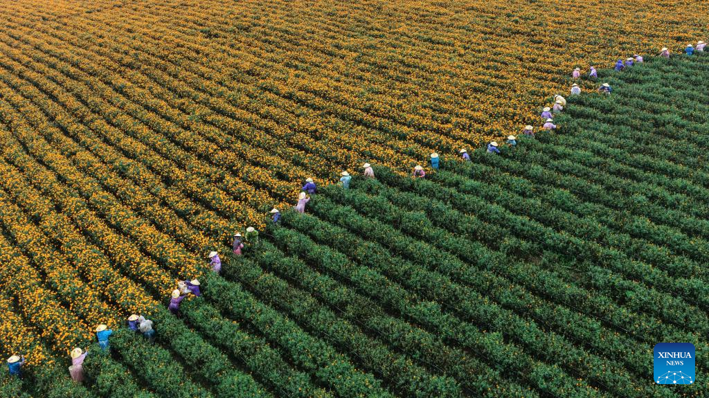 Farmers across China busy with field work on Chushu solar term